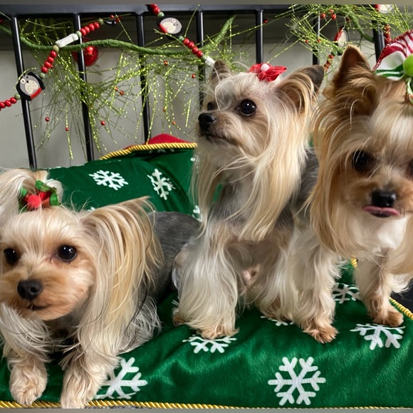 Meet your Posher, Scarlet - Picture 7 of 12